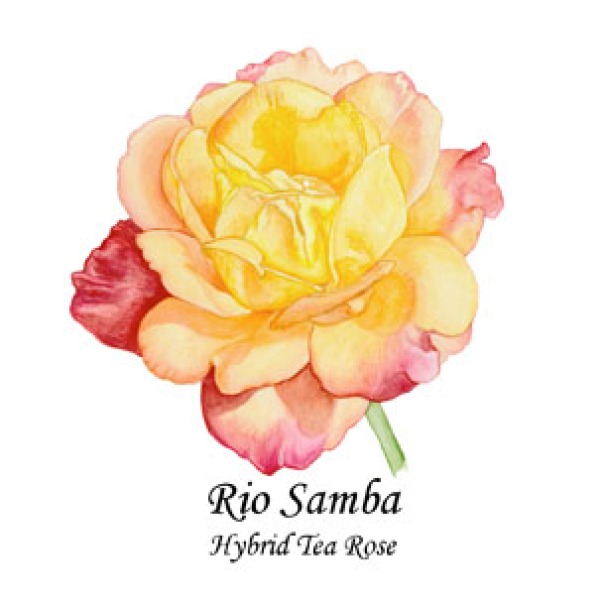 Rio Samba rose